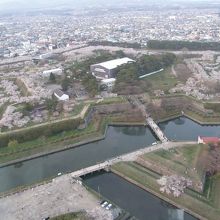 桜満開の五稜郭