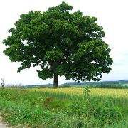 美瑛の丘の高台にあるカシワの木