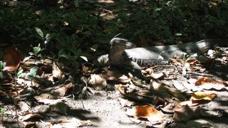 ｼｭﾉｰｹﾙに最適