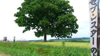 美瑛の丘の高台にあるカシワの木