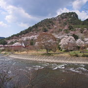 桜の山！