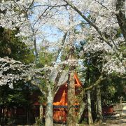 実はゆったり楽しめる大元公園で桜を