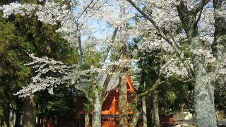 実はゆったり楽しめる大元公園で桜を
