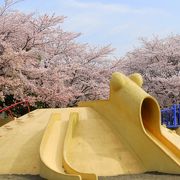 桜の名所と噴水