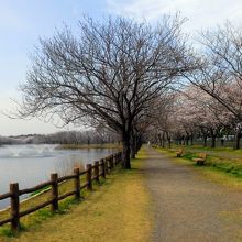 沼の噴水と桜も綺麗でした