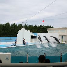 イルカショー