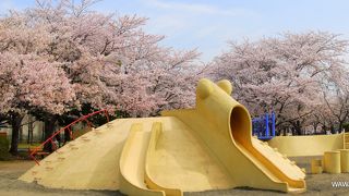桜の名所と噴水