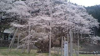 樹齢1500年の桜！