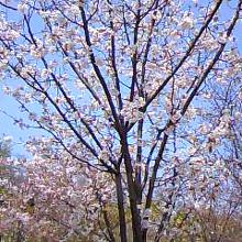 大阪城公園の桜も綺麗でしたよ