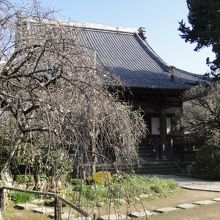 本堂としだれ梅