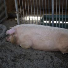 牛並みに大きくなって、ほとんど動かないおおぶた