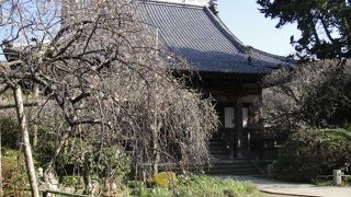 しだれ梅が見事なお寺です。