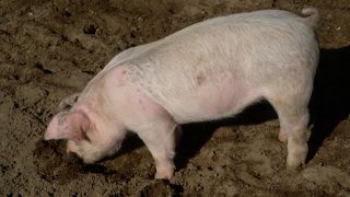 ぶたがカワイイ！