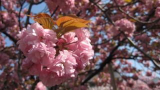 いろんな品種の桜がいっぱい！