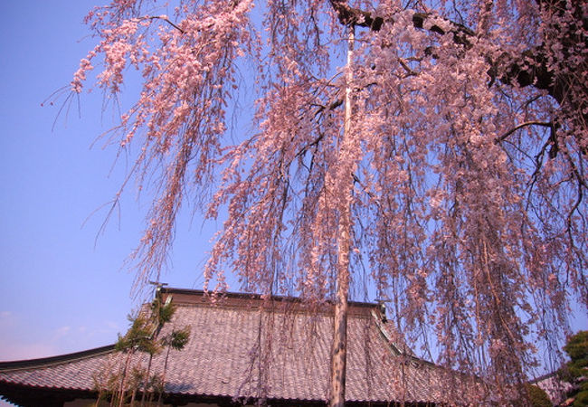 赤見のしだれ桜。