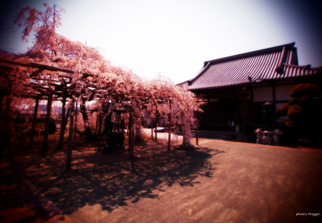 西光院のしだれ桜。