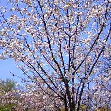 大阪城公園の桜も綺麗でしたよ