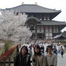 桜と大仏殿