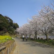 駐車料金タダ!　桜をみながら散歩するのに最適!!