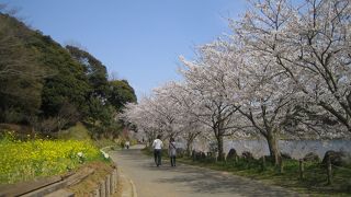 駐車料金タダ!　桜をみながら散歩するのに最適!!
