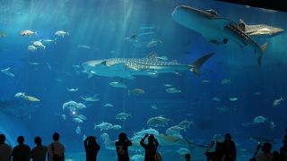 綺麗な水族館