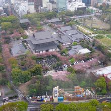 増上寺の桜
