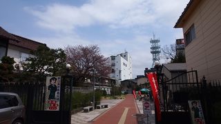 桜が咲き始めました！