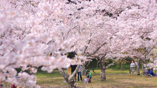 萩の桜名所！