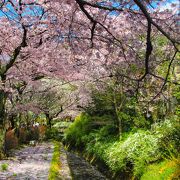 桜に「包まれる」哲学の道