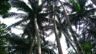 うっそうとしたジャングルの雰囲気