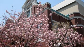 関西の遅咲きの桜といえばここ（と京都仁和寺の御室桜）、まさに「桜の博覧会」