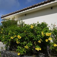 お花がいっぱい咲いています。