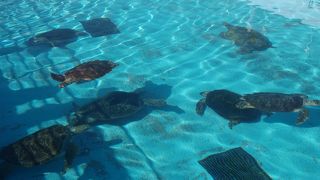 ウミガメがたくさんいました