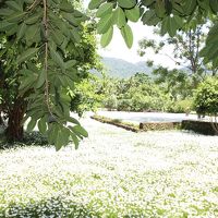 庭一面の白い花！