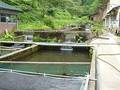 木漏れ日の湯　三ツ又温泉 写真