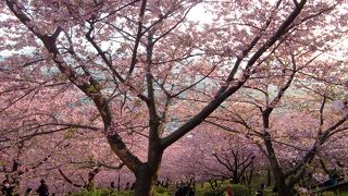 一足先に桜に出会えます。濃いピンクがソメイヨシノとはまた違った美しさです。