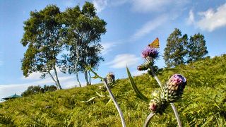 観光客を当て込んだ余計な施設等が無く，好感が持てる一方で，入場料無料化を願う