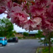 本文に書いた八重桜。  小諸の開花は遅い。
