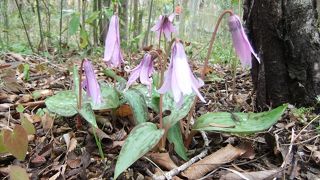 季節ごとに楽しめるが、お花を楽しむなら春先から。