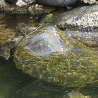 かめさんもいますよ〜。