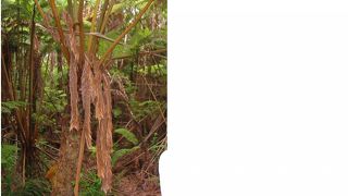 大きなシダにびっくり