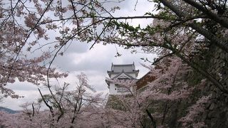 小高い山全体が桜の花で覆われて淡いピンク色に！