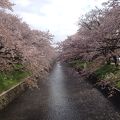 桜がきれいです。
