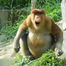 ものすごく威嚇してるテングザル