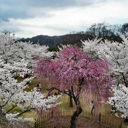 石垣に登り，上から見る桜も また格別