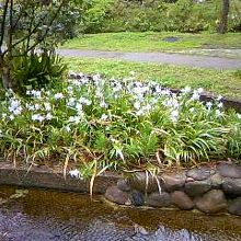 新梅田シティの里山とても綺麗でした