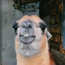 顔の近くで写真撮ってたら，ブーと唾ミスト吹き付けられた