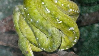 ドームの中は南国