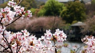 来年は１３０年目を向かえる造幣局　桜の通り抜け　是非！！