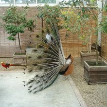 クジャクが求愛してます